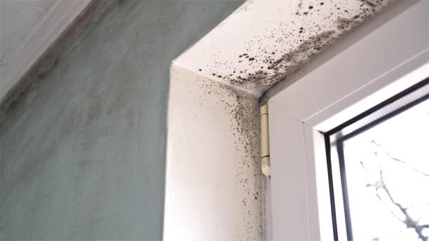Best Fast Mold Removal  in Edgerton, OH