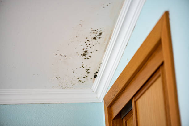Best Mold Damage Repair  in Edgerton, OH