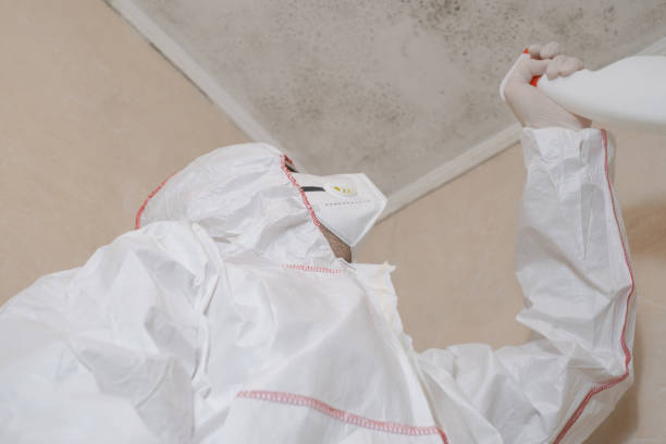 Best Attic Mold Removal  in Edgerton, OH