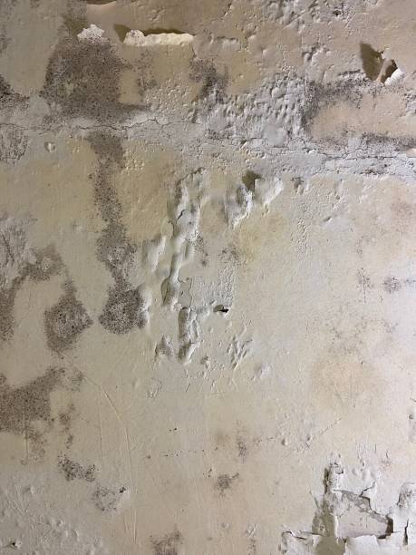 Best Mold Removal Company Near Me  in Edgerton, OH